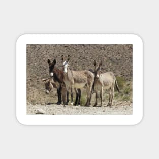 Wild burros, donkeys, wildlife, Here We Come Magnet