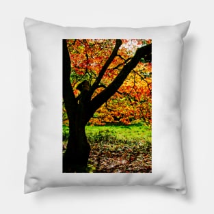 Autumn Acer Tree Westonbirt Arboretum Cotswolds Gloucestershire Pillow