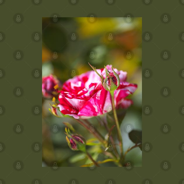 Variegated Rose And Buds by Joy Watson