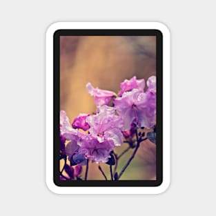 Raindrops on a Pink Rhododendron Magnet