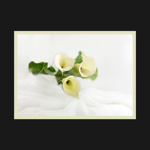 White Calla Lily by Bevlyn