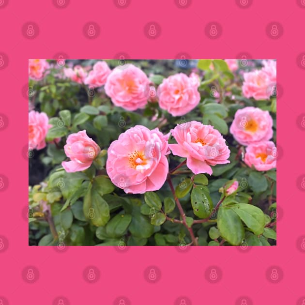 Photorealistic Roses - Rose Garden by CursedContent