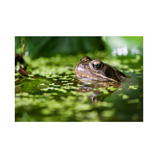 Common Frog in Pond by CreativeNatureM