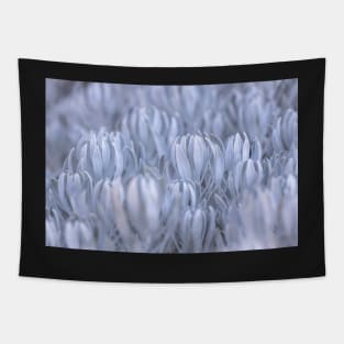 Senecio Tapestry