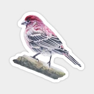 House Finch bird painting (no background) Magnet