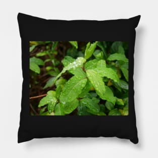 Water Drop or dew on Leaf with green background Pillow