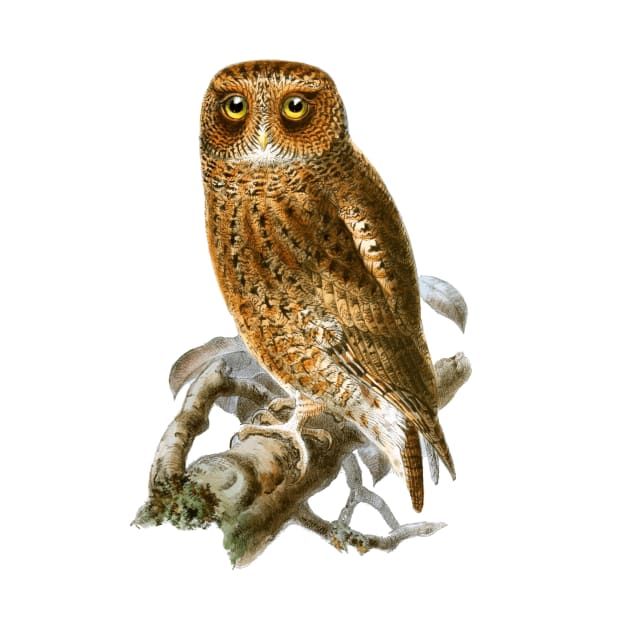 Vintage Owl Illustration by Naves