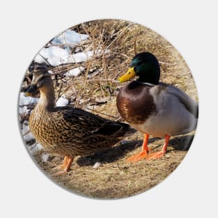 Male and Female Mallard Ducks Pin