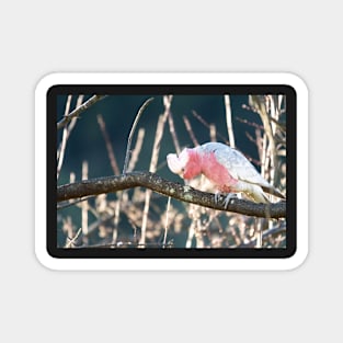 Galah 2 Magnet