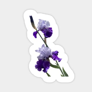 Irises Magnet