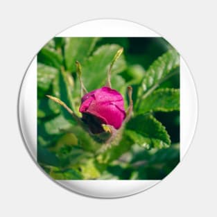 Beautiful rose bud Pin