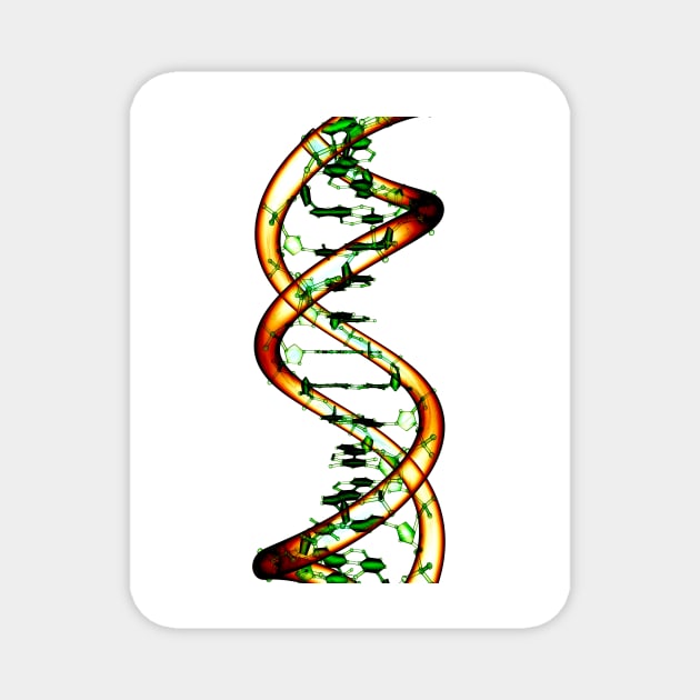 DNA molecule, conceptual artwork (F002/4585) Magnet by SciencePhoto