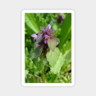 Dead Nettle Magnet