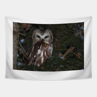 Saw-whet Owl Tapestry