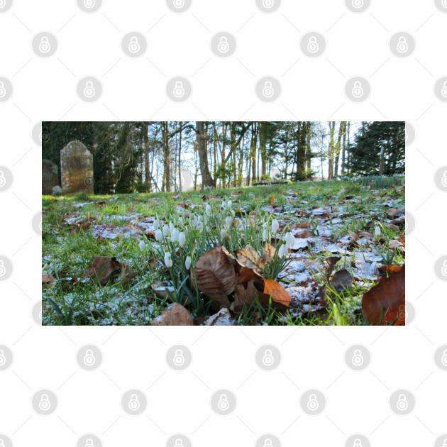 Churchyard Snowdrops in Light Snow by Natural Distractions