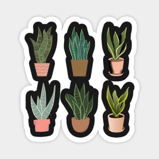 Snake Plant | 6 pots Magnet