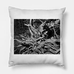 Glacier National Park black and white tree stump Pillow