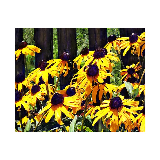 Black Eyed Susans by Fence by SusanSavad