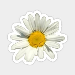 Oxeye Daisy II Magnet