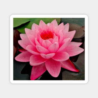 vibrant pink water lily on still water Magnet