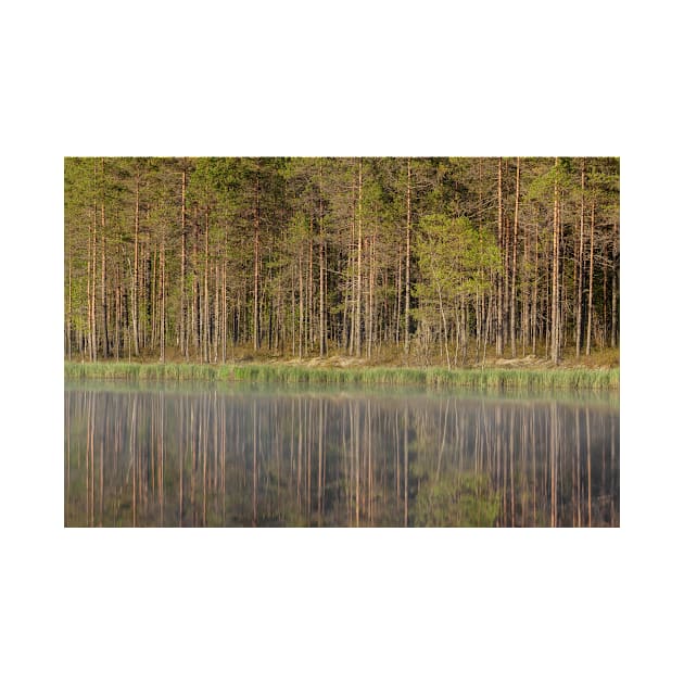 Forest reflecting to small lake at summer morning by Juhku