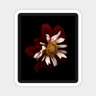 Red Dahlia Magnet