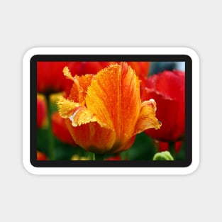 An Orange Tulip Magnet