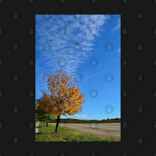 Autumnal Tree by jojobob