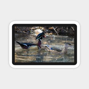 Wood Ducks. Magnet