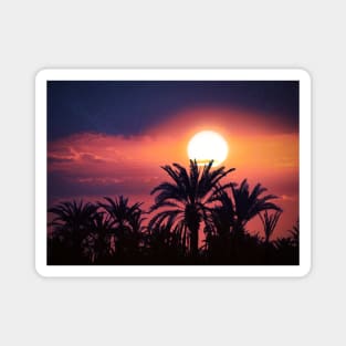 Sunset View In The Palm Forest Magnet