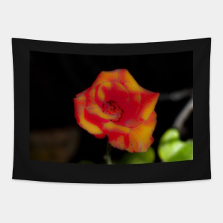 Red yellow rose blossom Tapestry