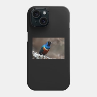 Superb Starling, Serengeti, Tanzania Phone Case