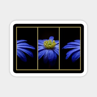 Blue Grecian Windflower Magnet