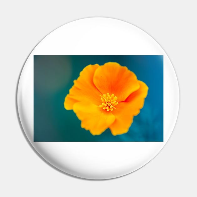 Close-up of a California poppy Pin by blossomcophoto