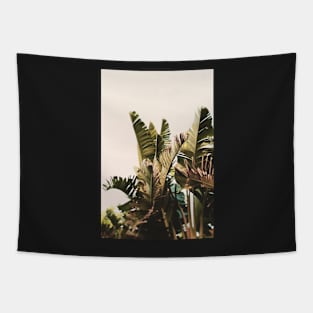 Equatorial Tapestry