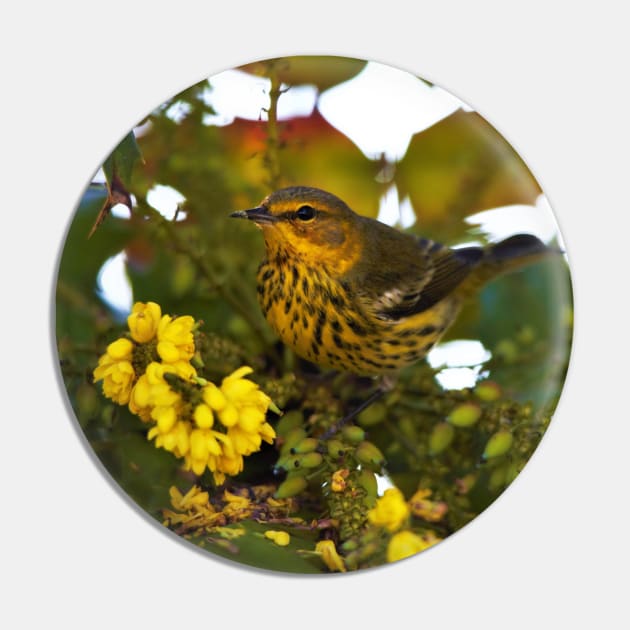 Cape May Warbler with Flowering Mahonia Pin by walkswithnature