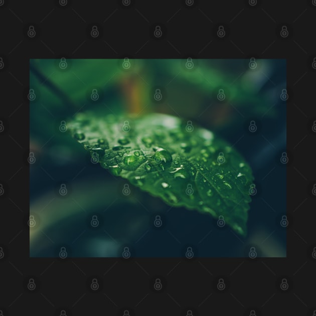 Rainy day drops by MT Photography & Design