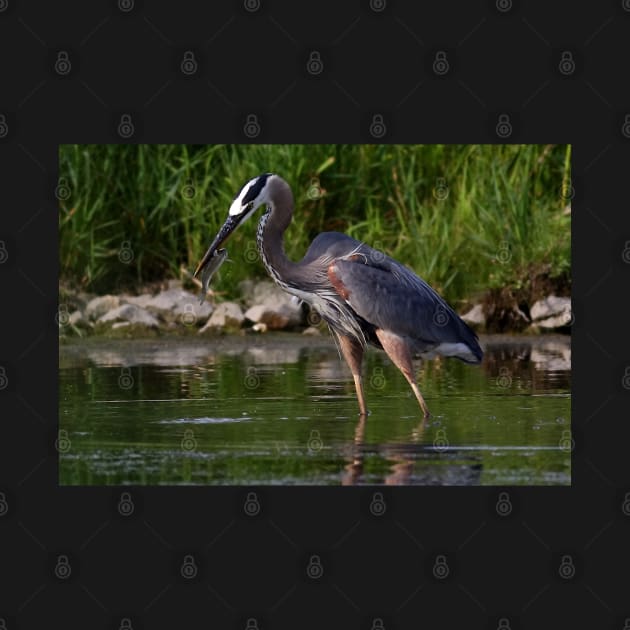 Great Blue Heron catches fish by Jim Cumming