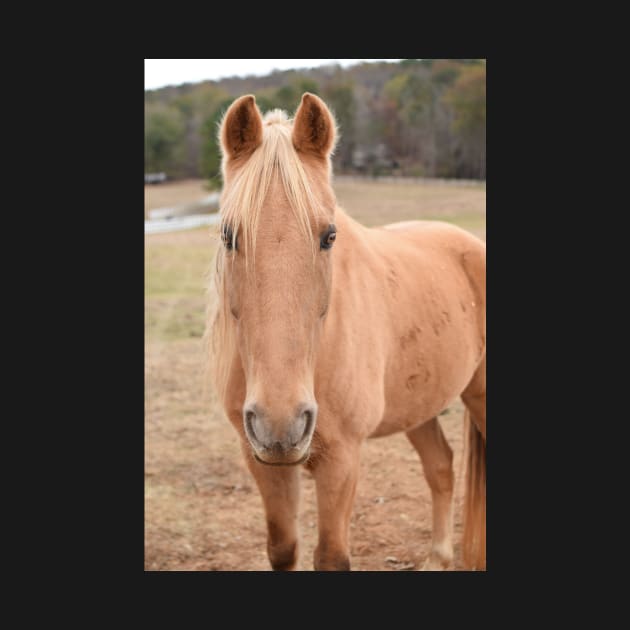 palomino horse in pasture by sarelitay