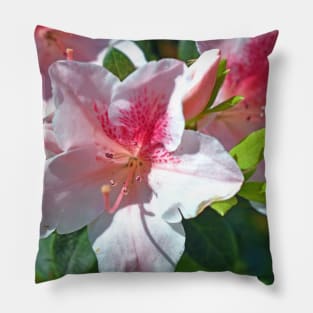 Encore Azalea Flowers Pillow