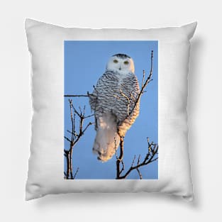 Snowy Owl Pillow