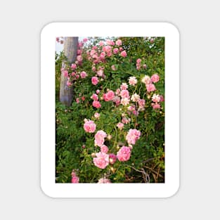 Dorothy Perkins Vintage Rambling Pink Rose Photo Magnet