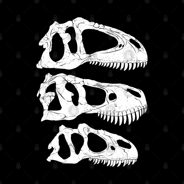 Giganotosaurus Tyrannosaurus Rex Allosaurus fossil skulls ...