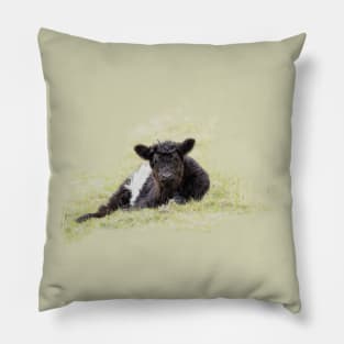 Belted Galloway Calf Pillow