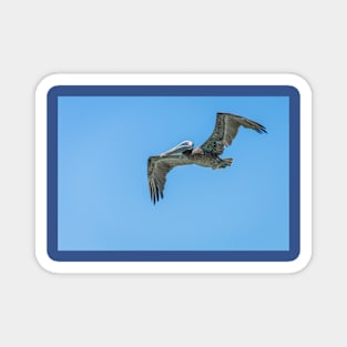 Brown Pelican In Flight at Aruba Magnet