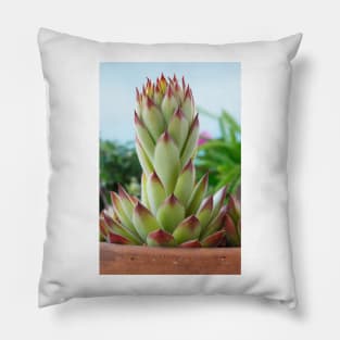 Sempervivum  'Bernstein'  Houseleek Pillow