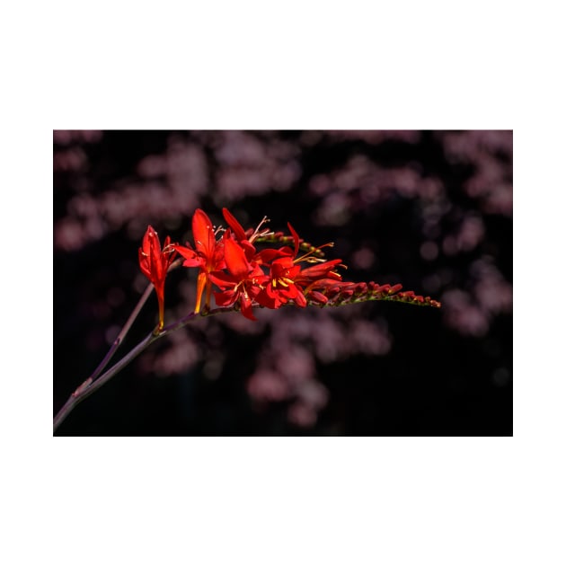 Crocosmia & Maple by blossomcophoto