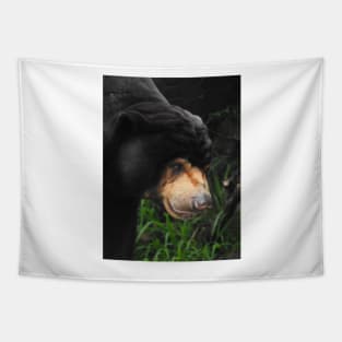 Sun Bear Tapestry