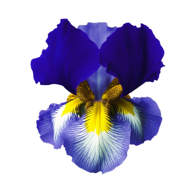 Blue Iris Graphic Art Print by Cre8ily