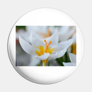 Crocus sieberi  &#39;Bowles&#39;s White&#39; Pin